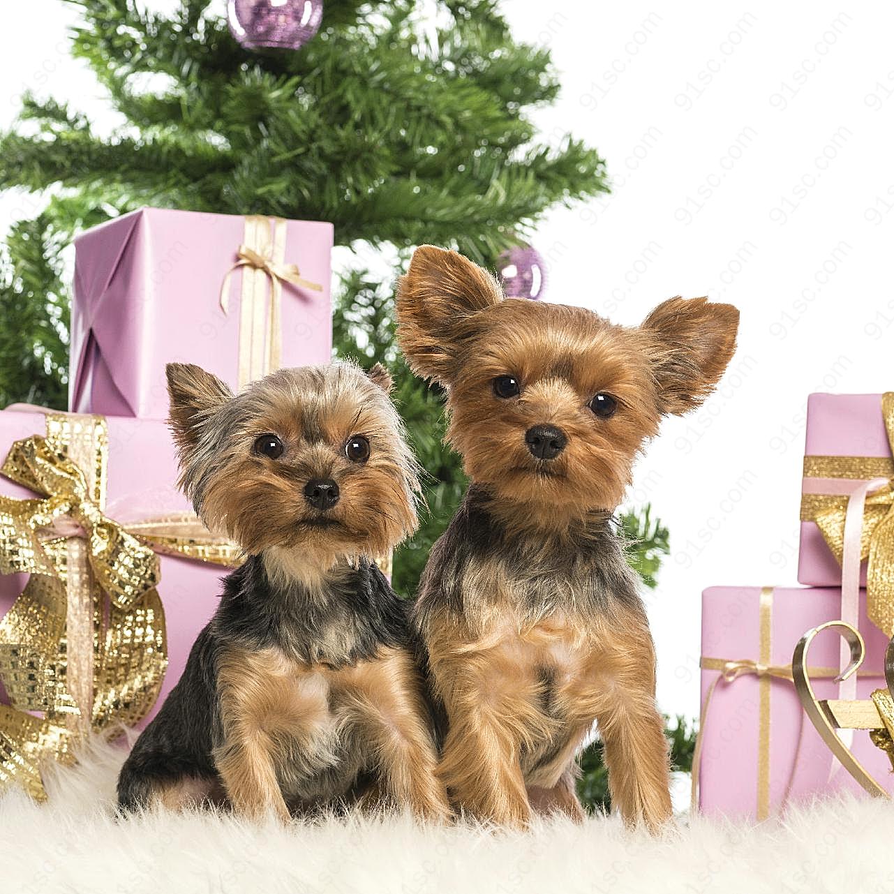 两只可爱圣诞图片狗