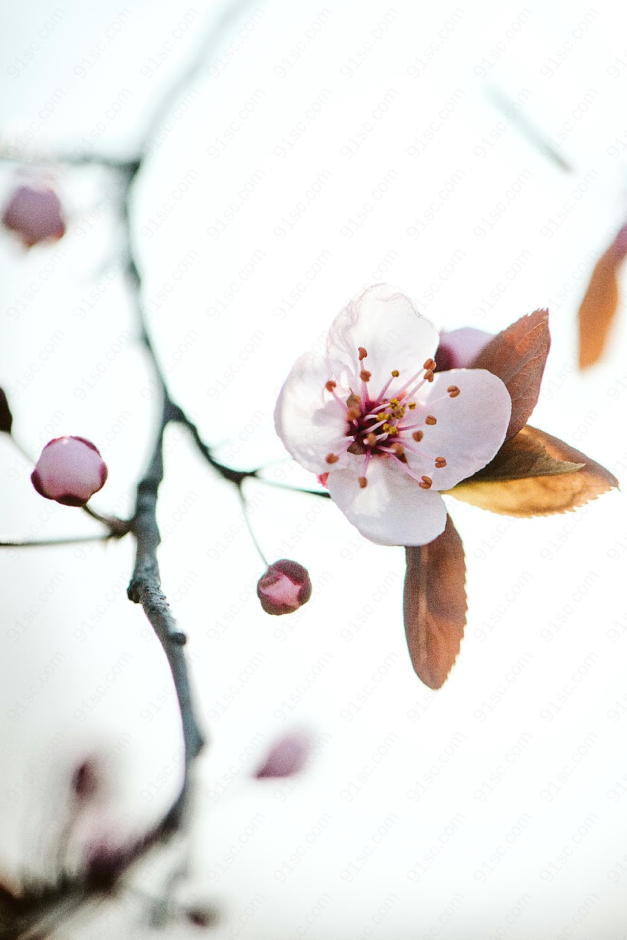 盛开的桃花花朵图片高清摄影
