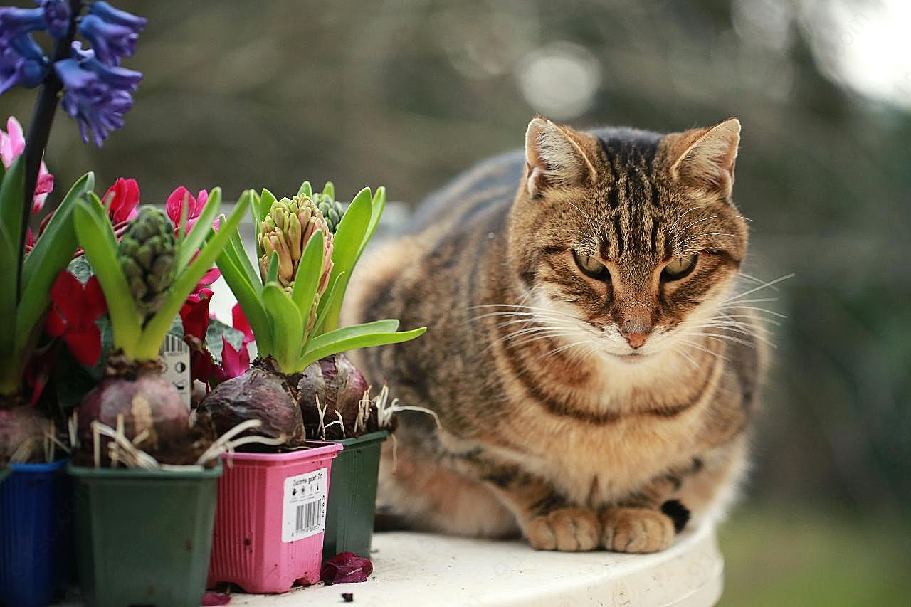 风信子盆栽小图片猫