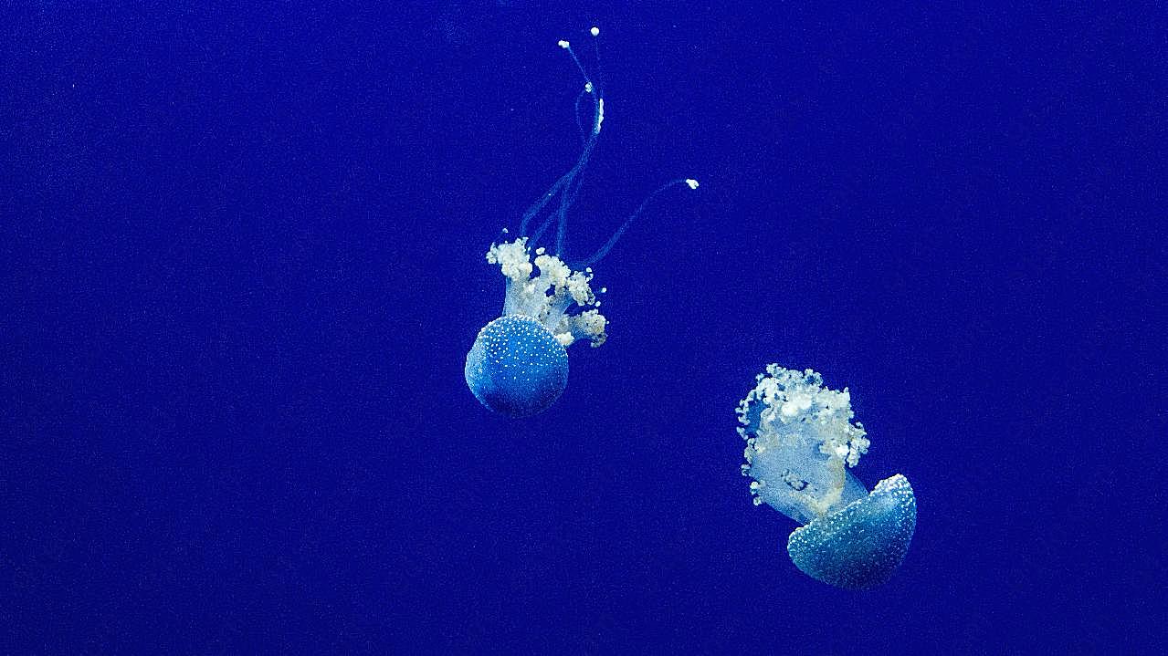 珍珠水母图片摄影高清