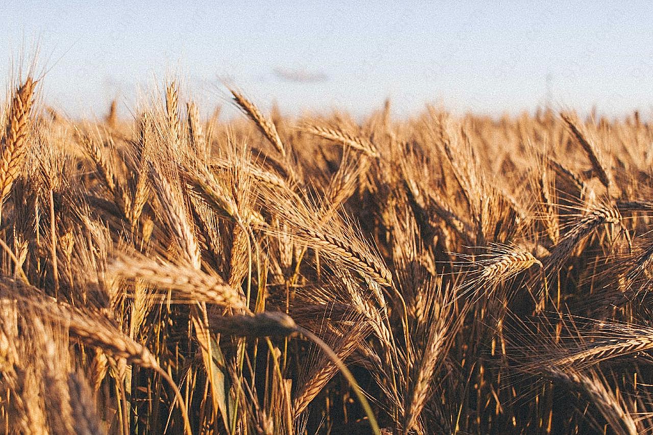 小麦成熟的图片摄影高清