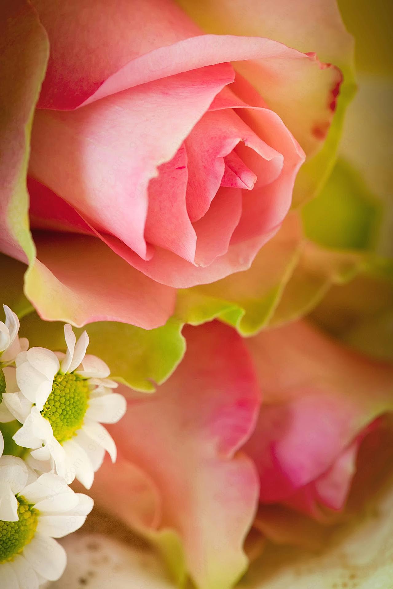 高清粉红玫瑰图片下载玫瑰花