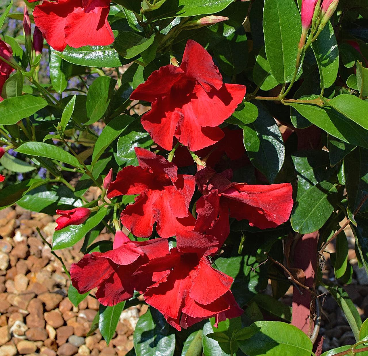 红蝉藤图片花卉