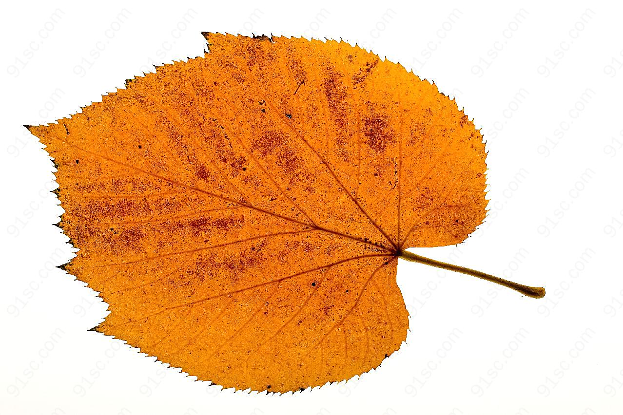 秋天图片下载树叶
