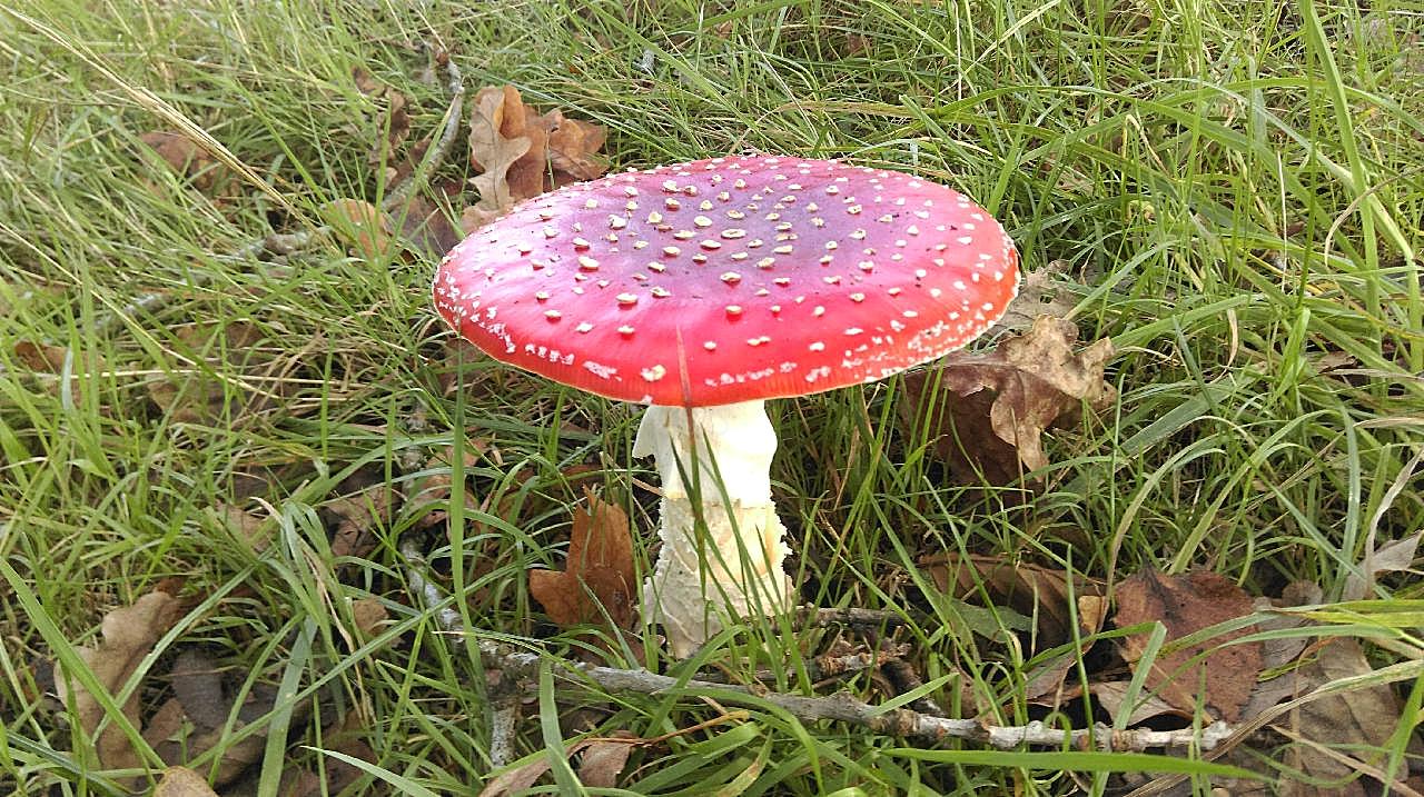 伞状野图片蘑菇