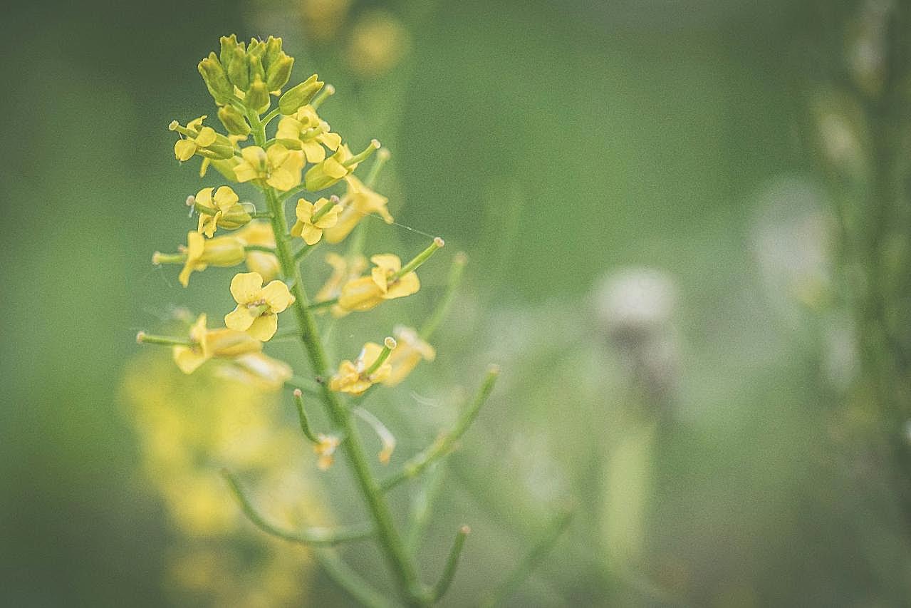 小清新图片油菜花