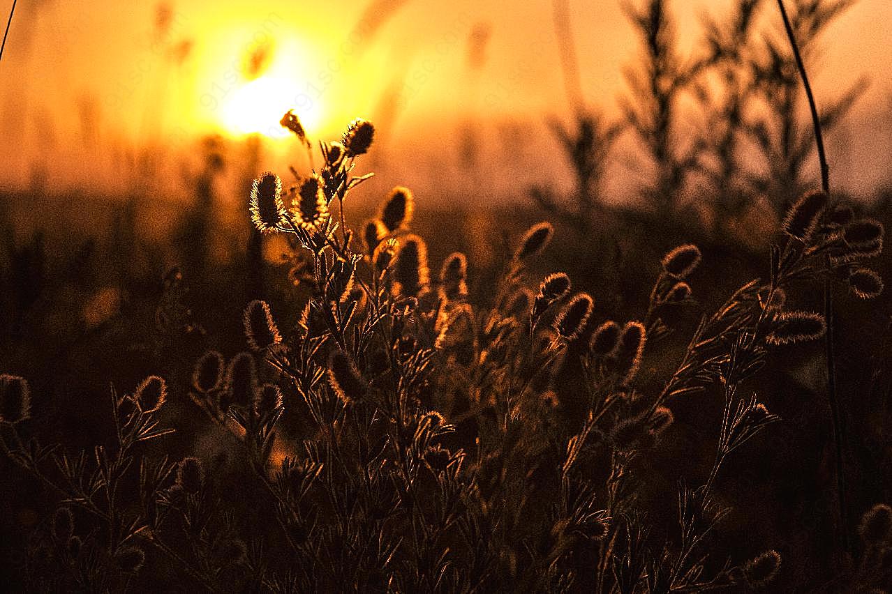 日落植物剪影图片风景