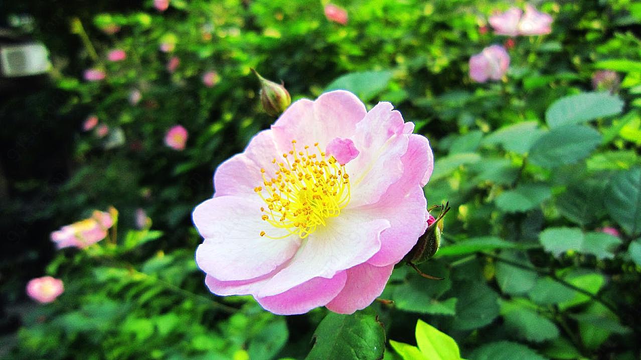 蔷薇花图片高清摄影