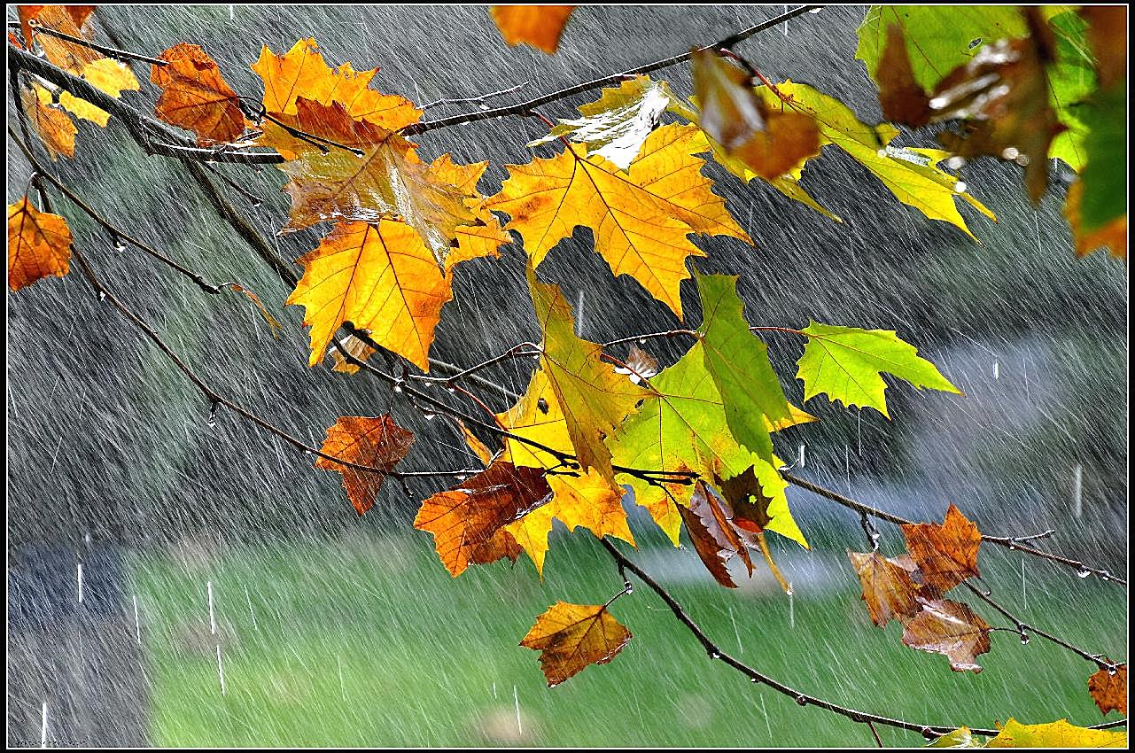 秋天的雨图片大全摄影自然