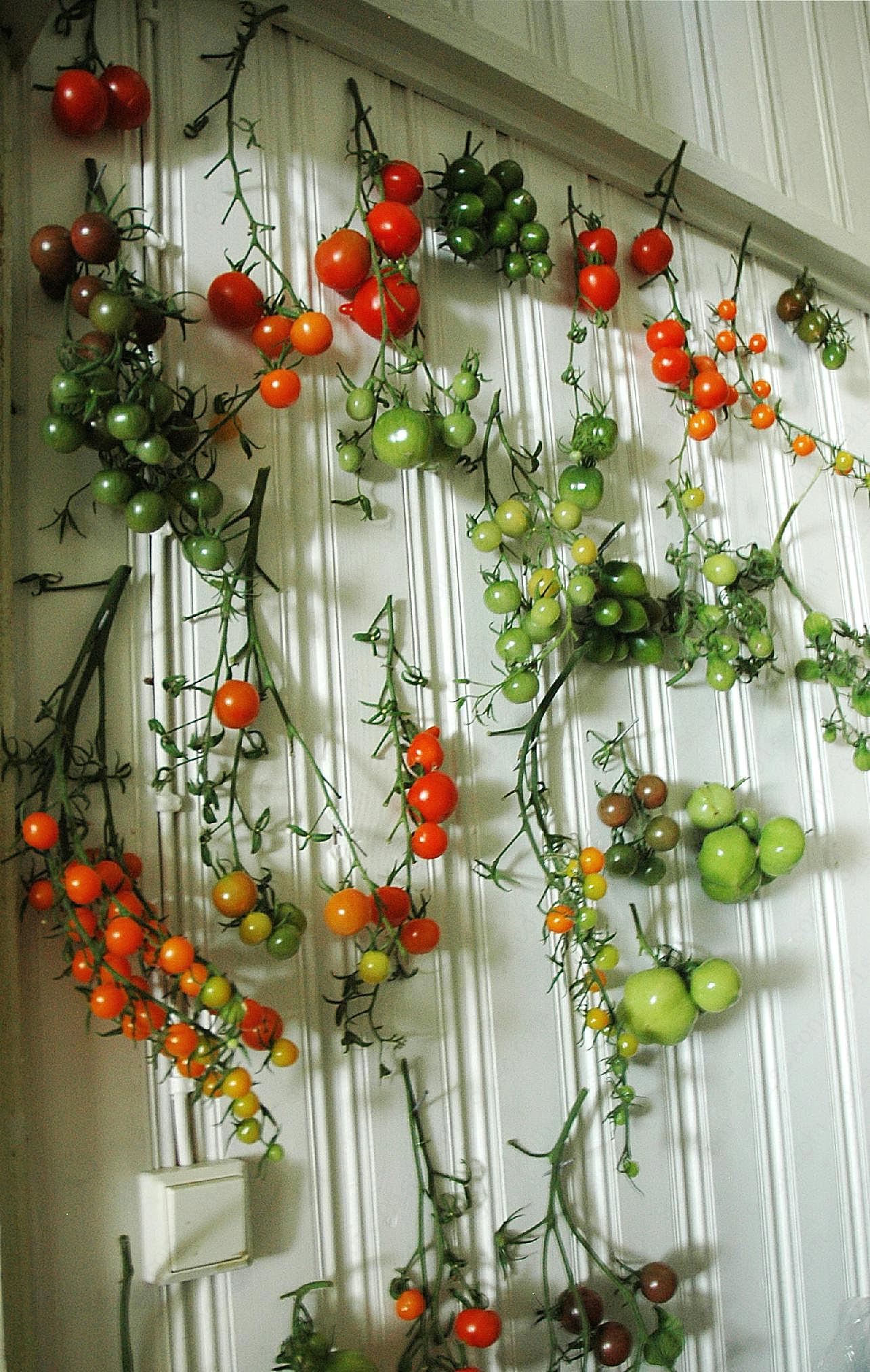 挂满墙壁的小番茄图片蔬菜