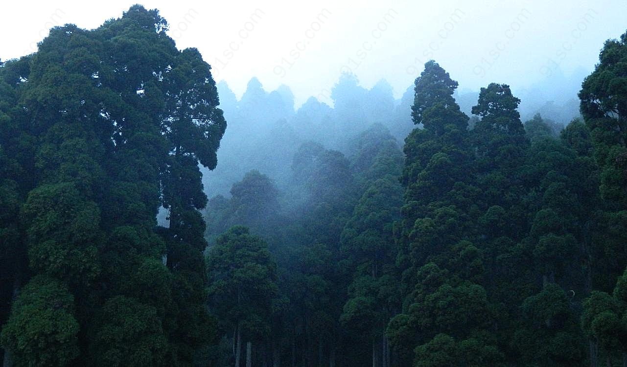 浓雾森林图片素材景观