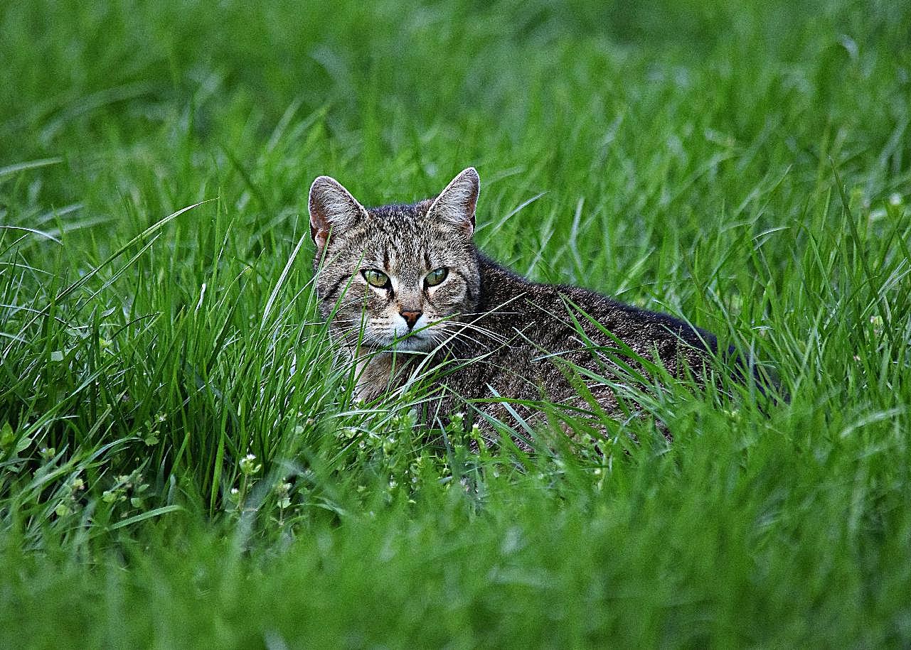 绿草地小图片猫