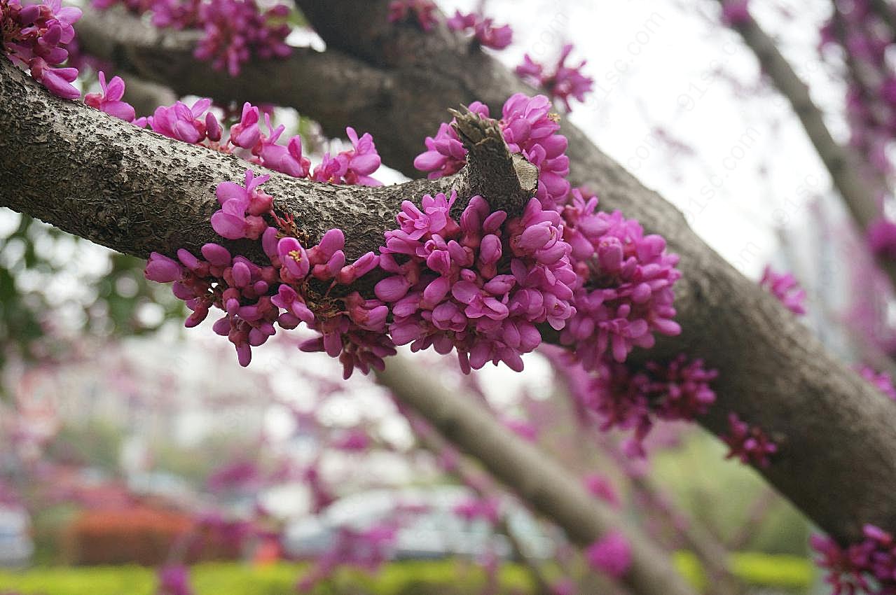 紫荆花图片高清摄影