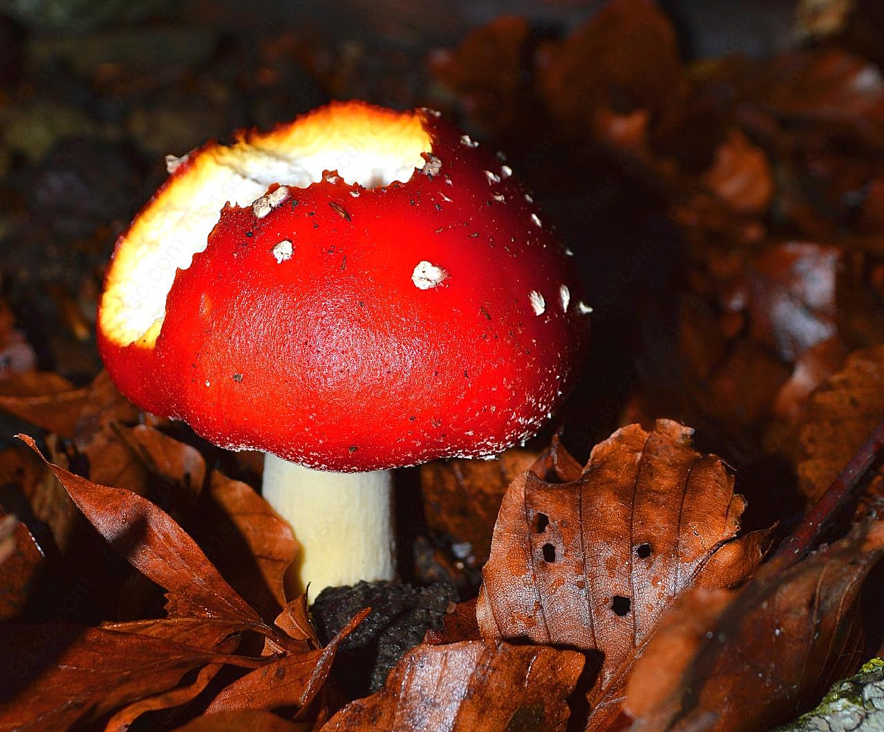 秋季森林毒图片蘑菇
