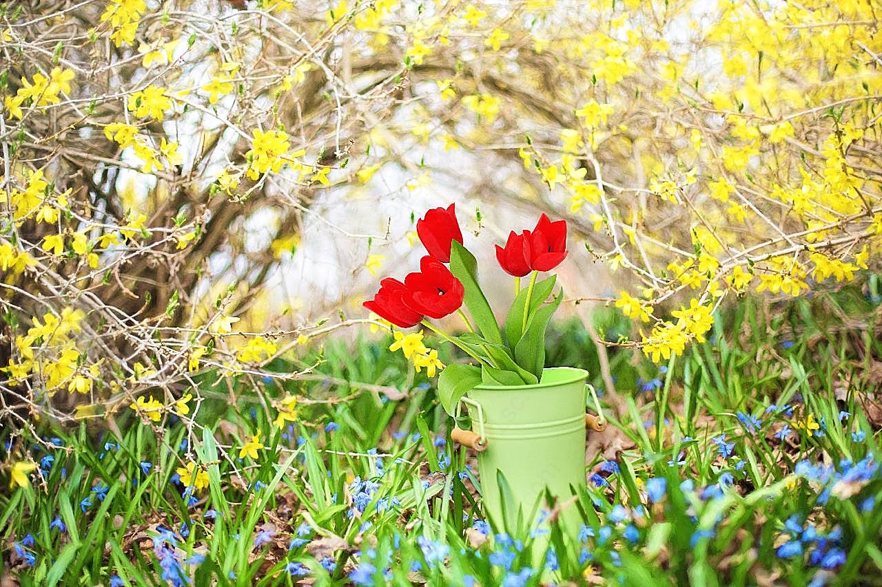 郁金香和连翘春天花朵图片高清摄影