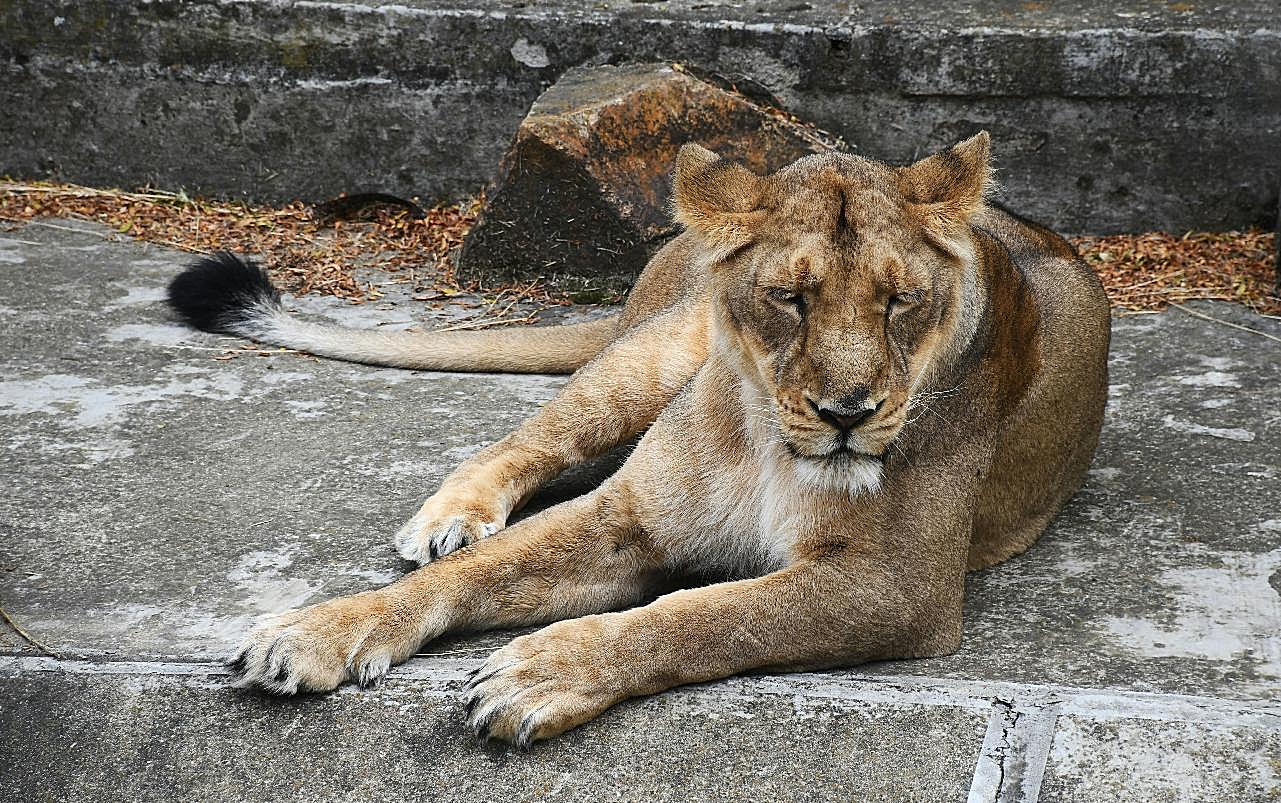母狮子睡觉图片高清