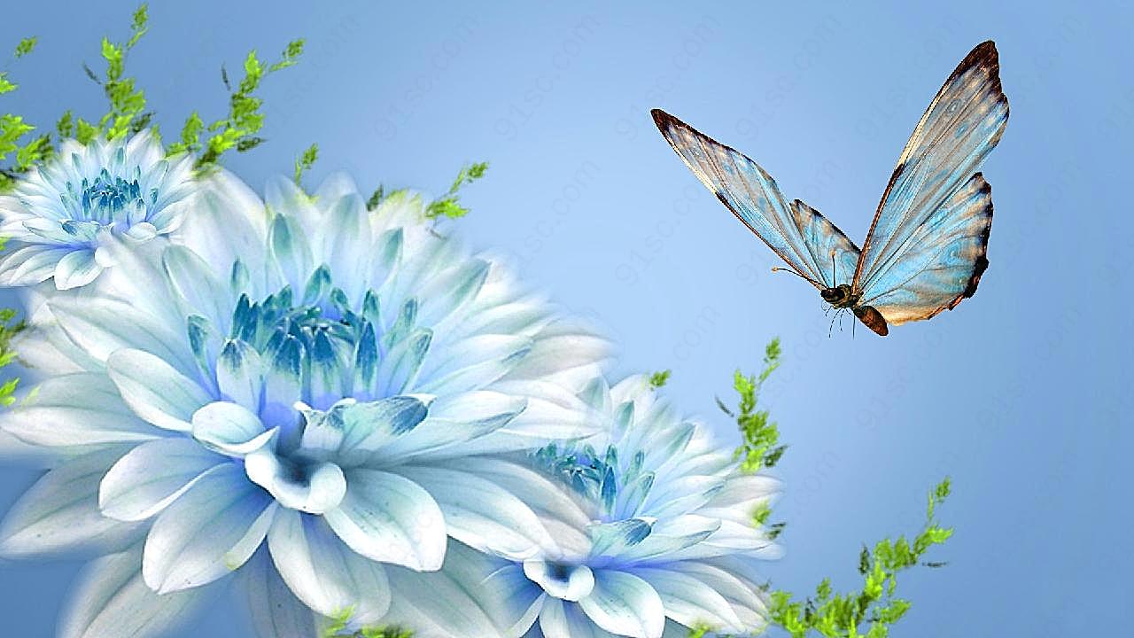 唯美花卉图片蝴蝶