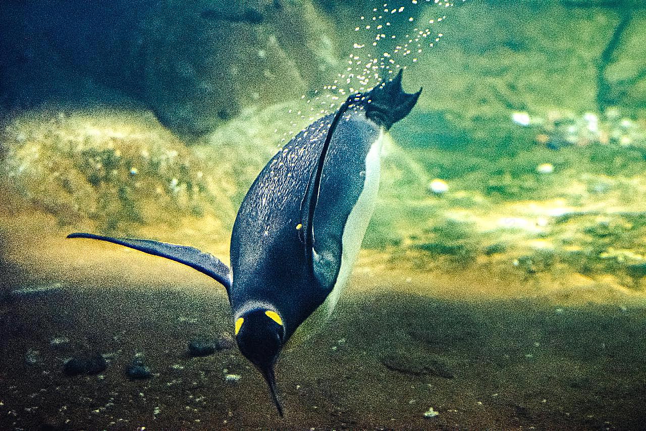 海底企鹅游泳图片摄影