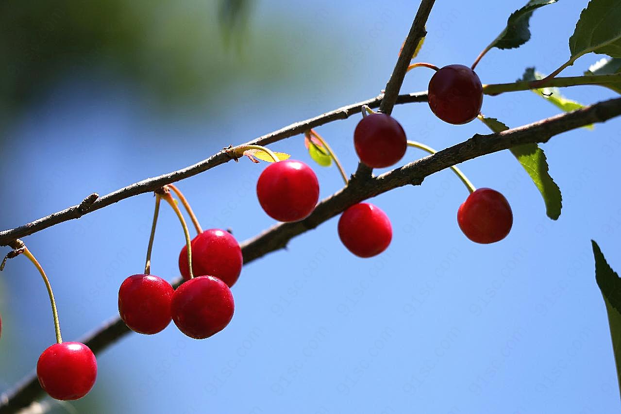 树枝上的红樱桃图片水果