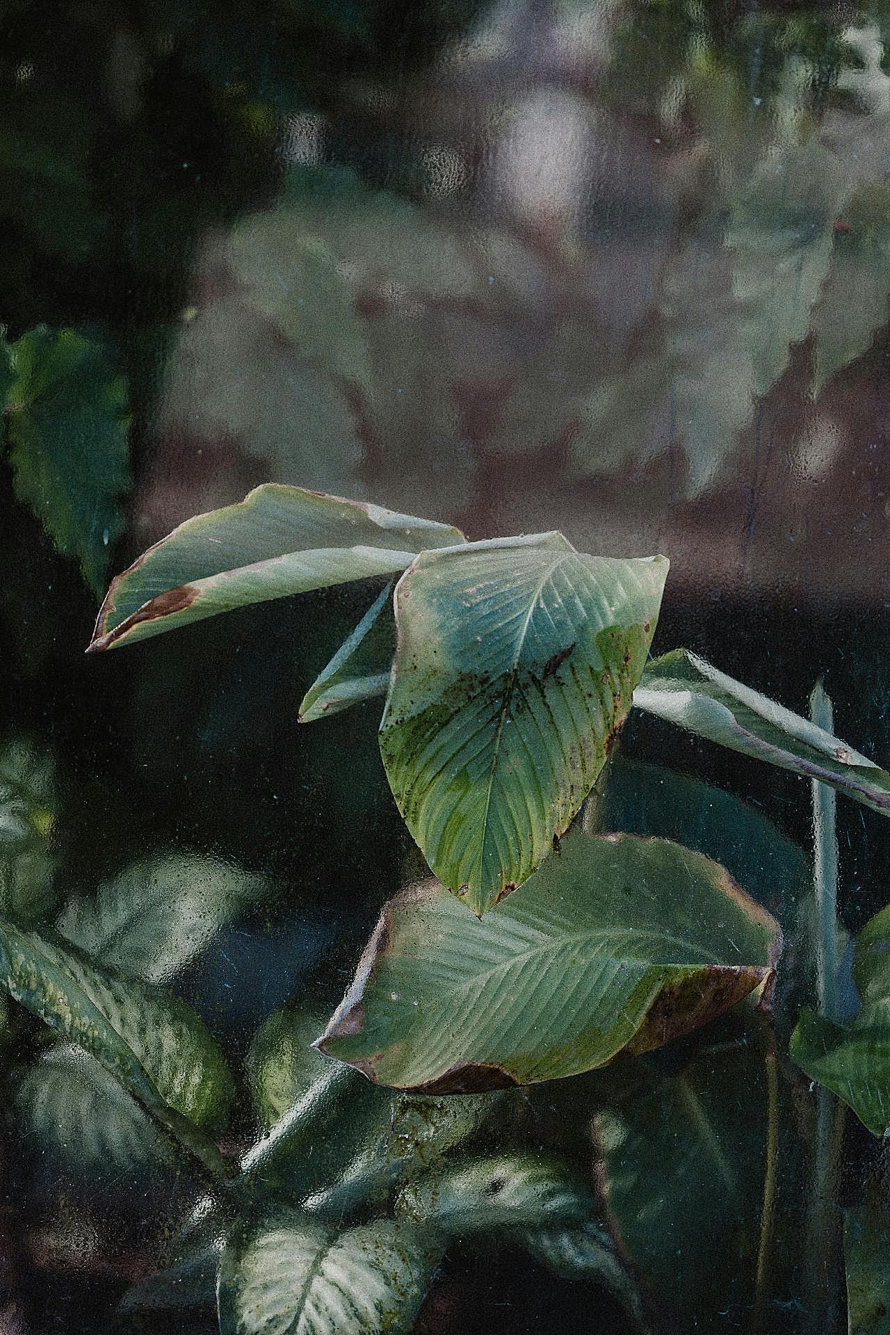 长宽叶子植物图片高清摄影