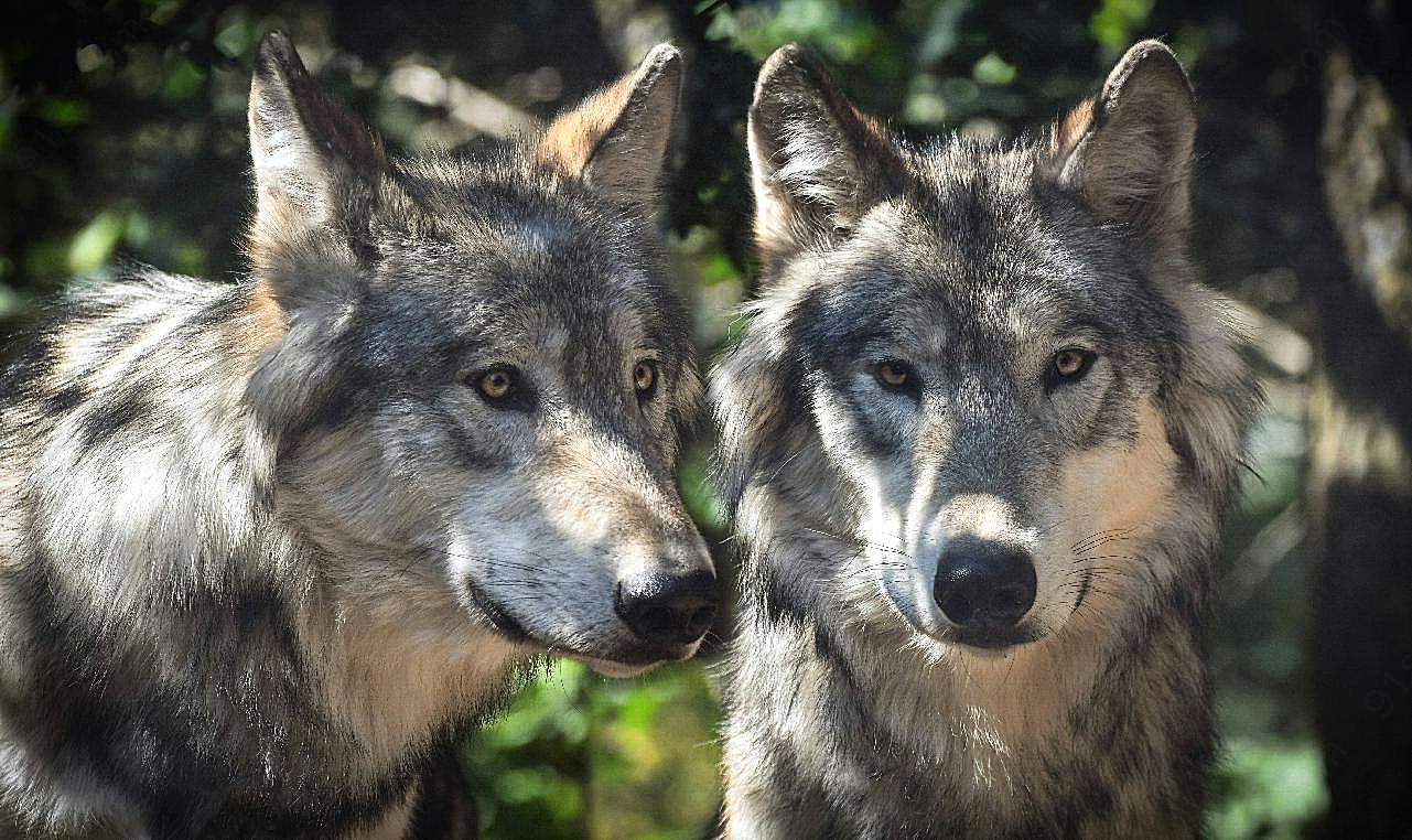 两只灰狼图片动物图片
