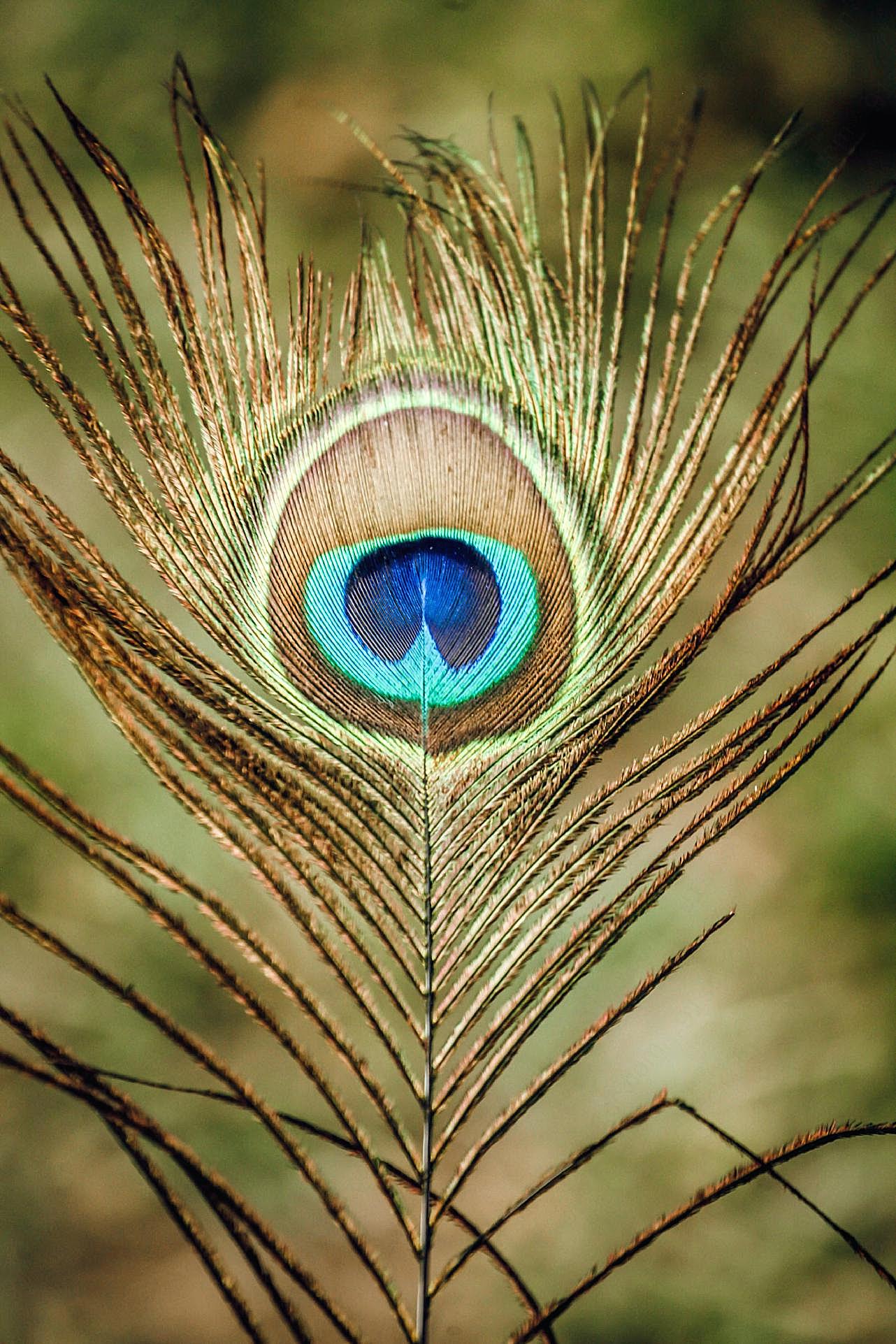棕蓝孔雀羽毛图片高清摄影