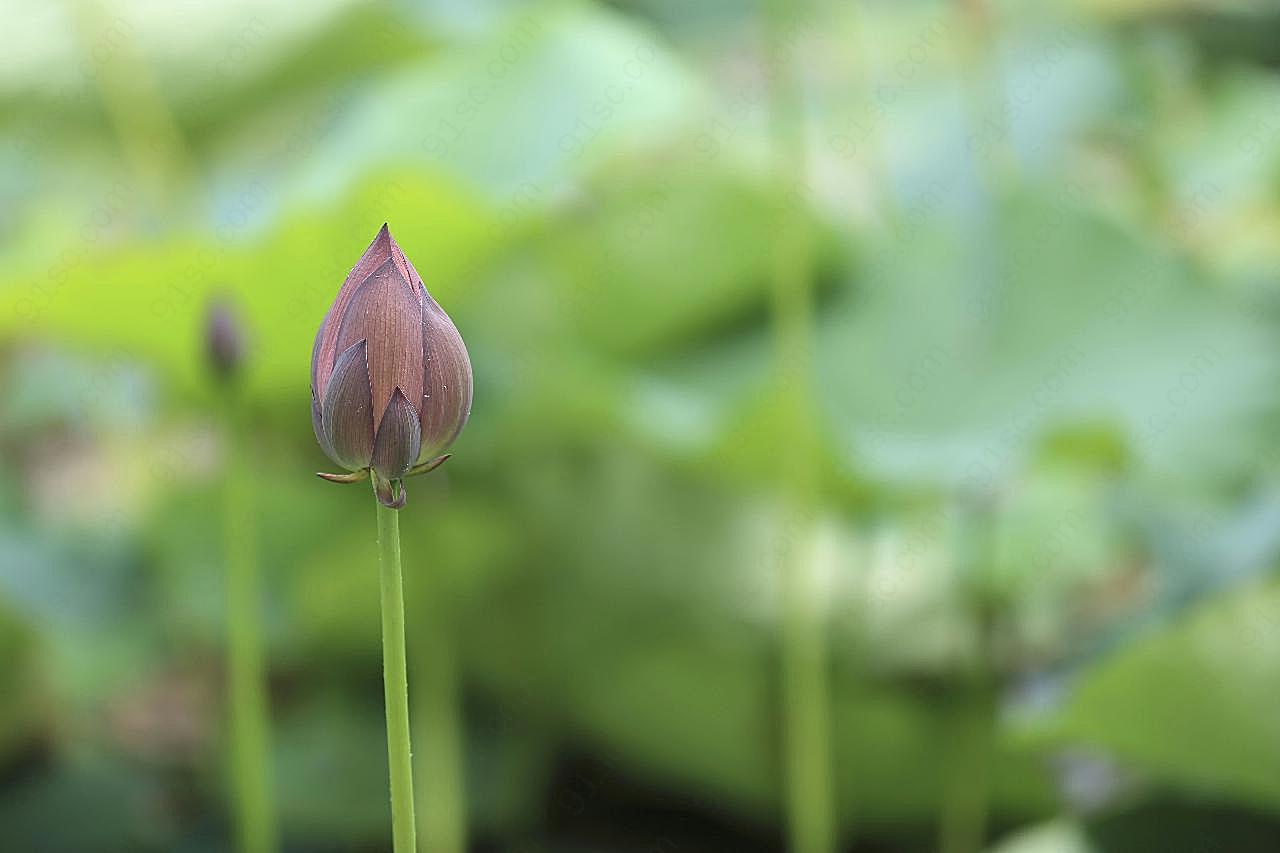 荷花高清生物