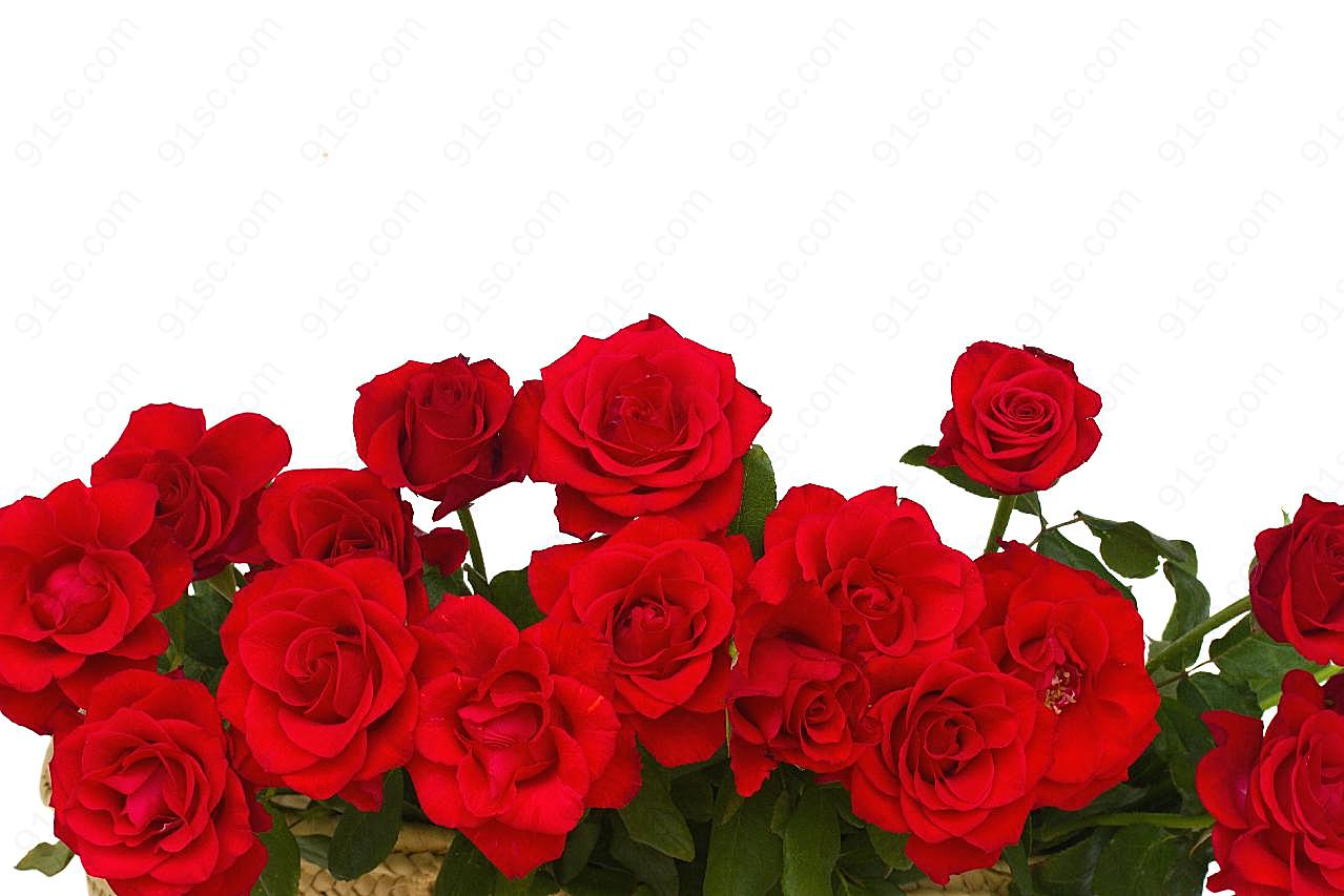 竹篮里的红玫瑰图片玫瑰花