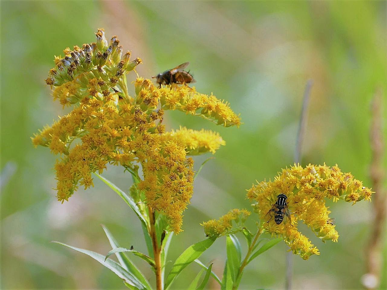 黄蜂采花蜜图片生物摄影
