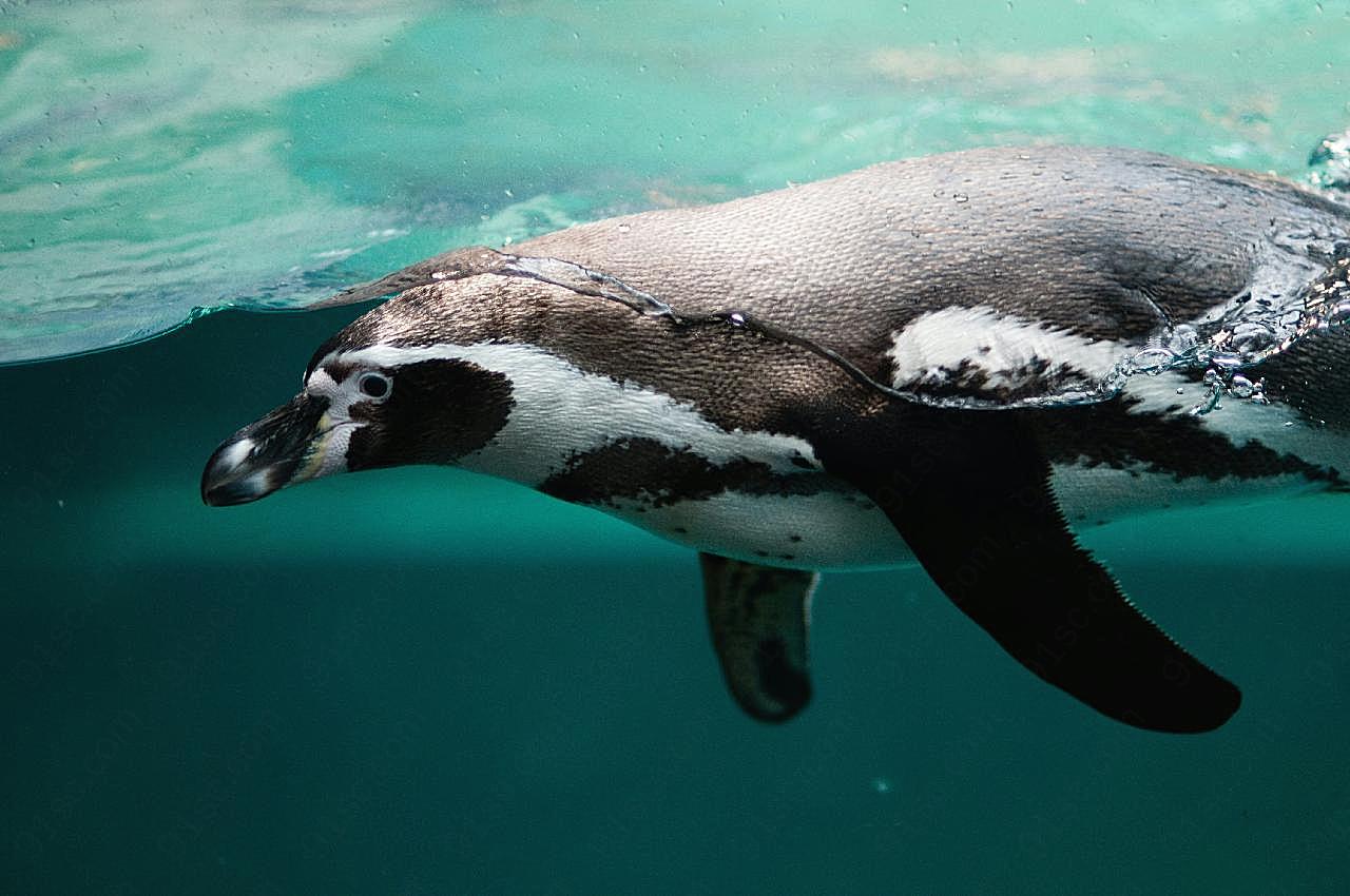 游泳的企鹅生物世界高清摄影