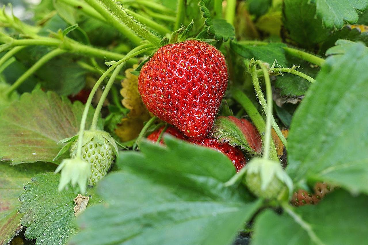 红草莓结果图片摄影