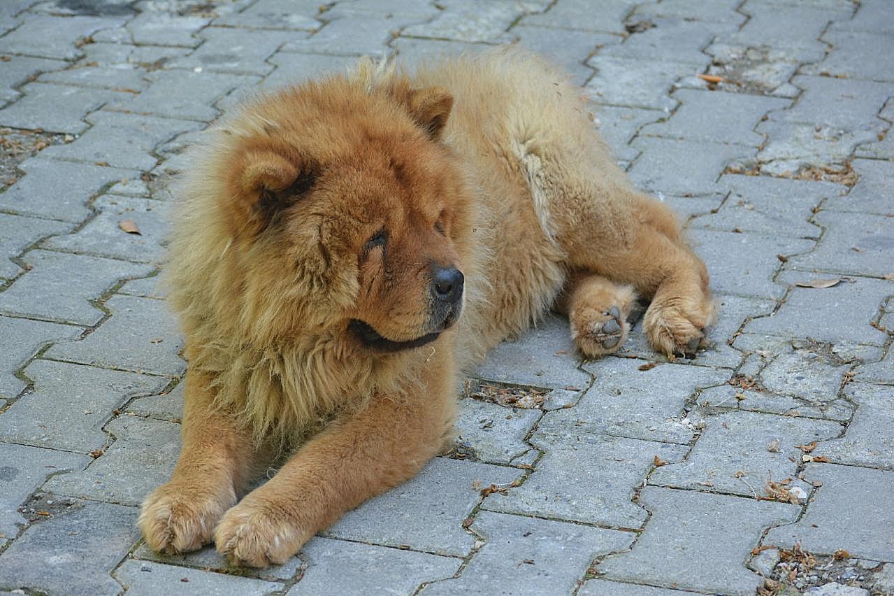 宠物松狮犬图片高清摄影