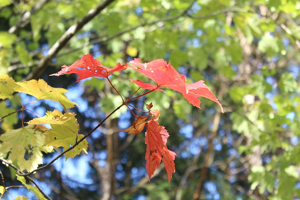 初秋红摄影图片树叶