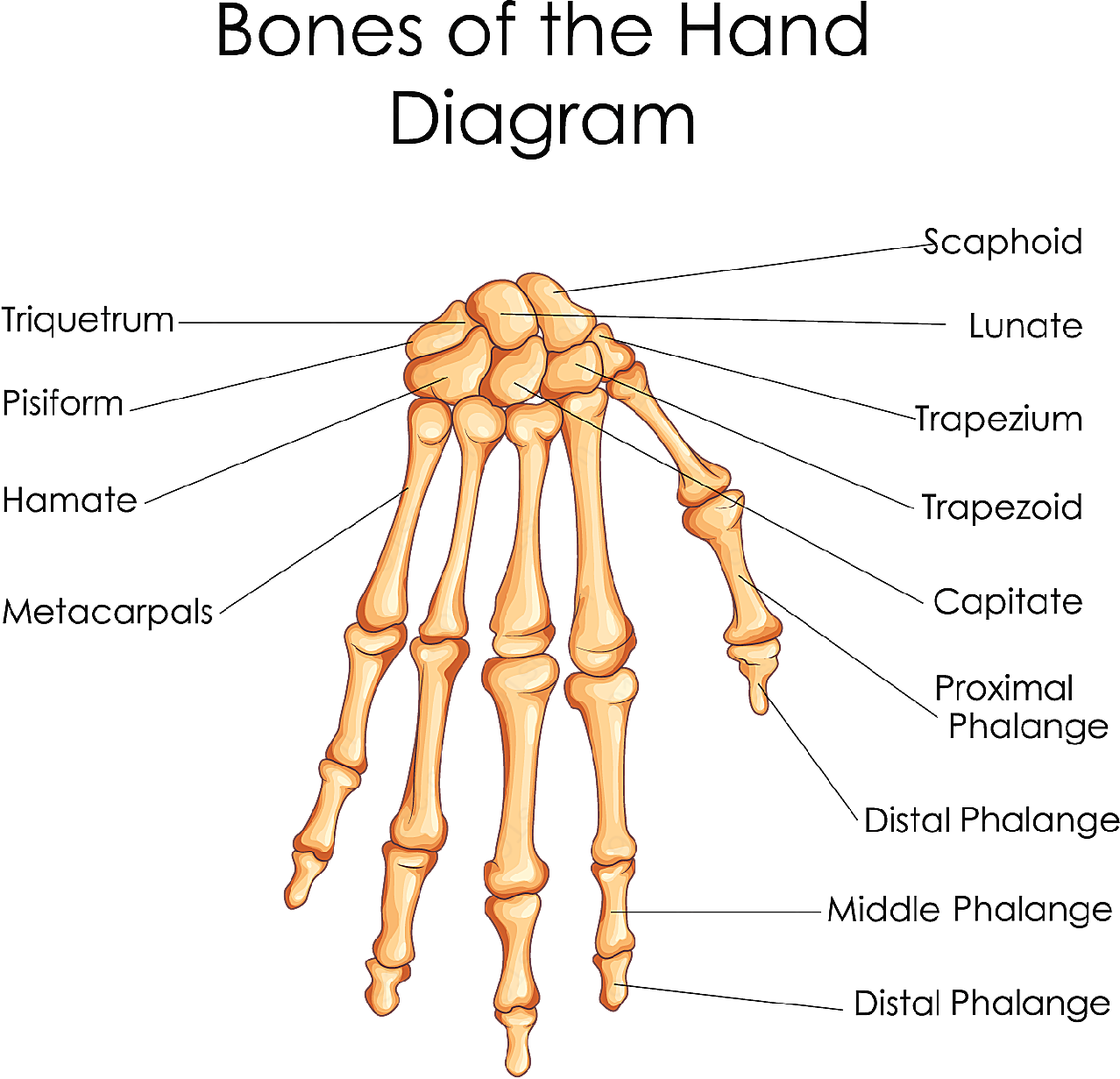 手指指骨解剖图矢量肢体动作