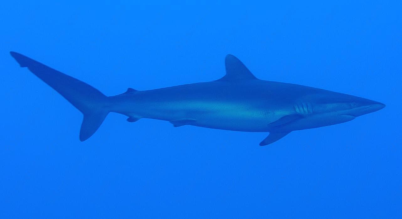 小蓝鲨图片鱼