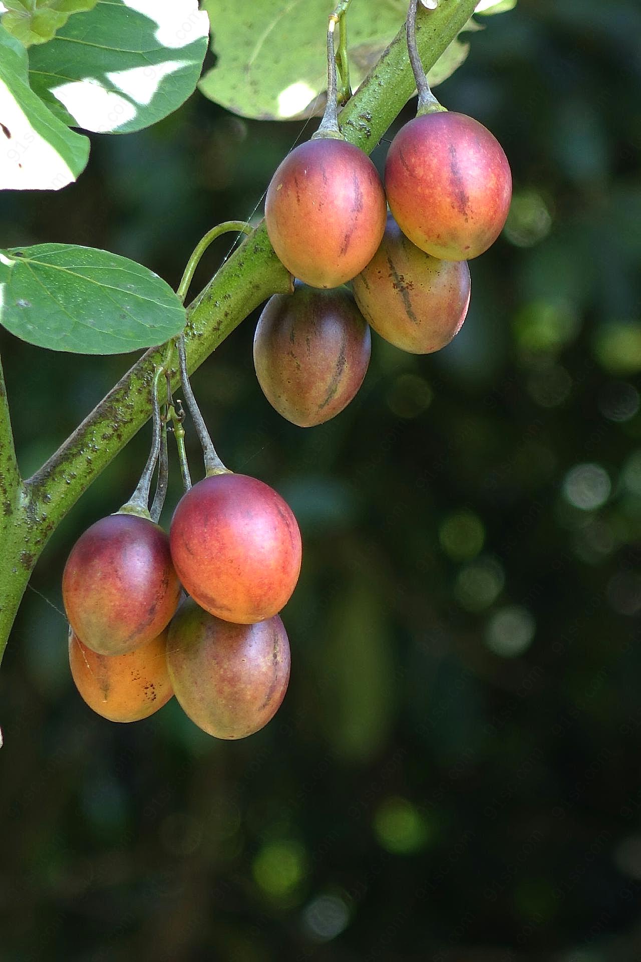 野生番茄图片蔬菜