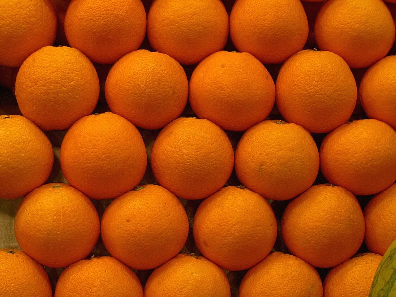 柑橘丰收图片生物