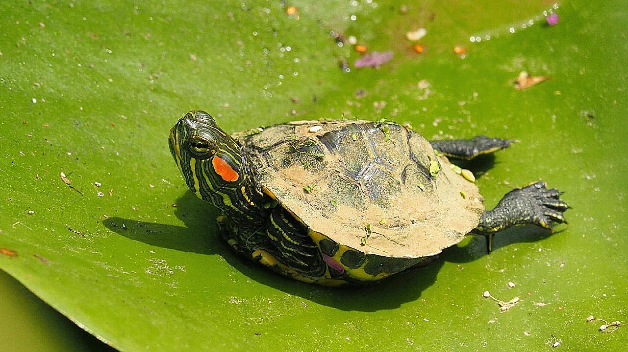 小巴西红耳龟图片摄影