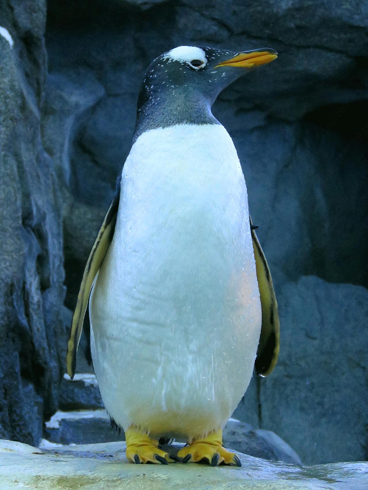 巴布亚企鹅图片高清摄影