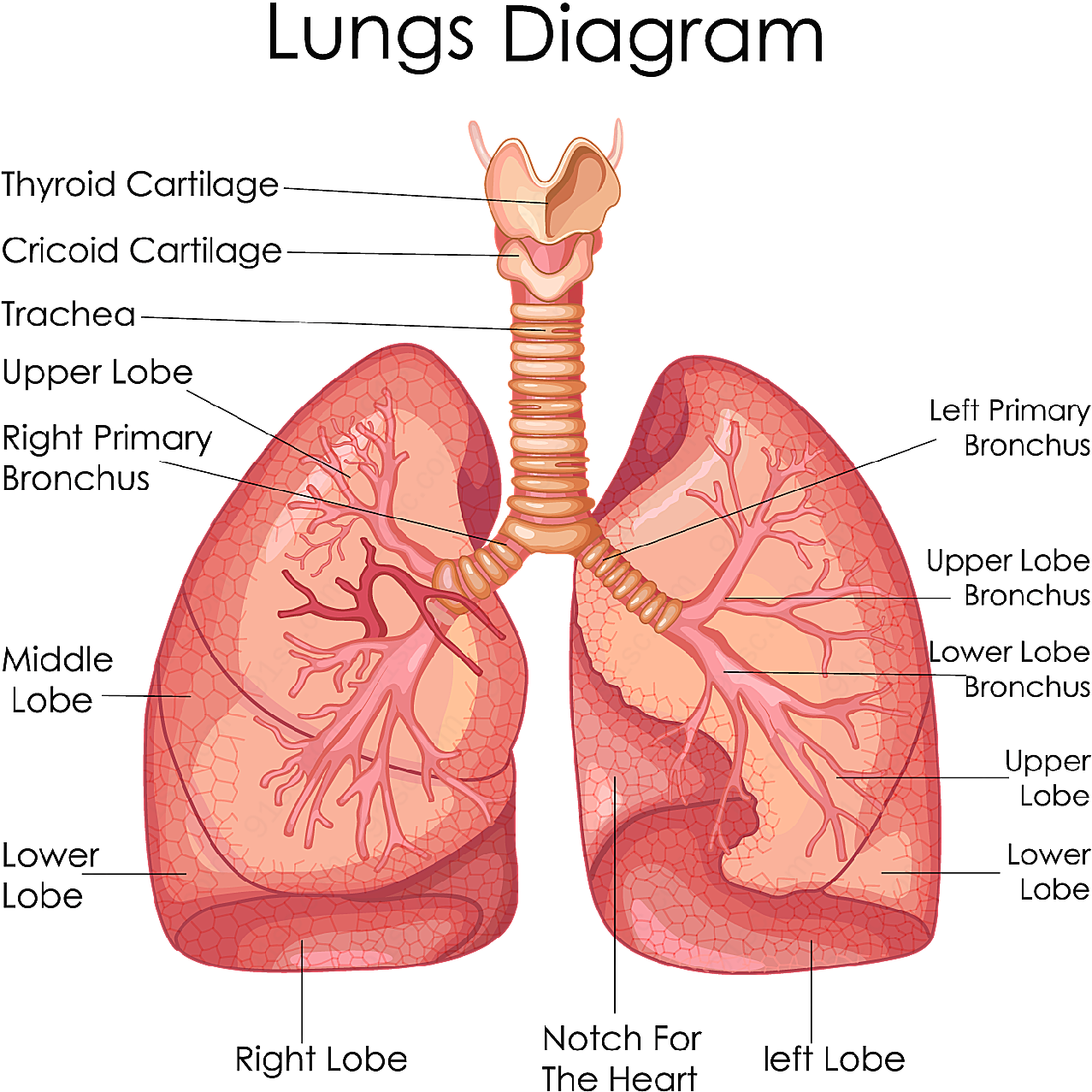 肺部解剖图矢量肢体动作