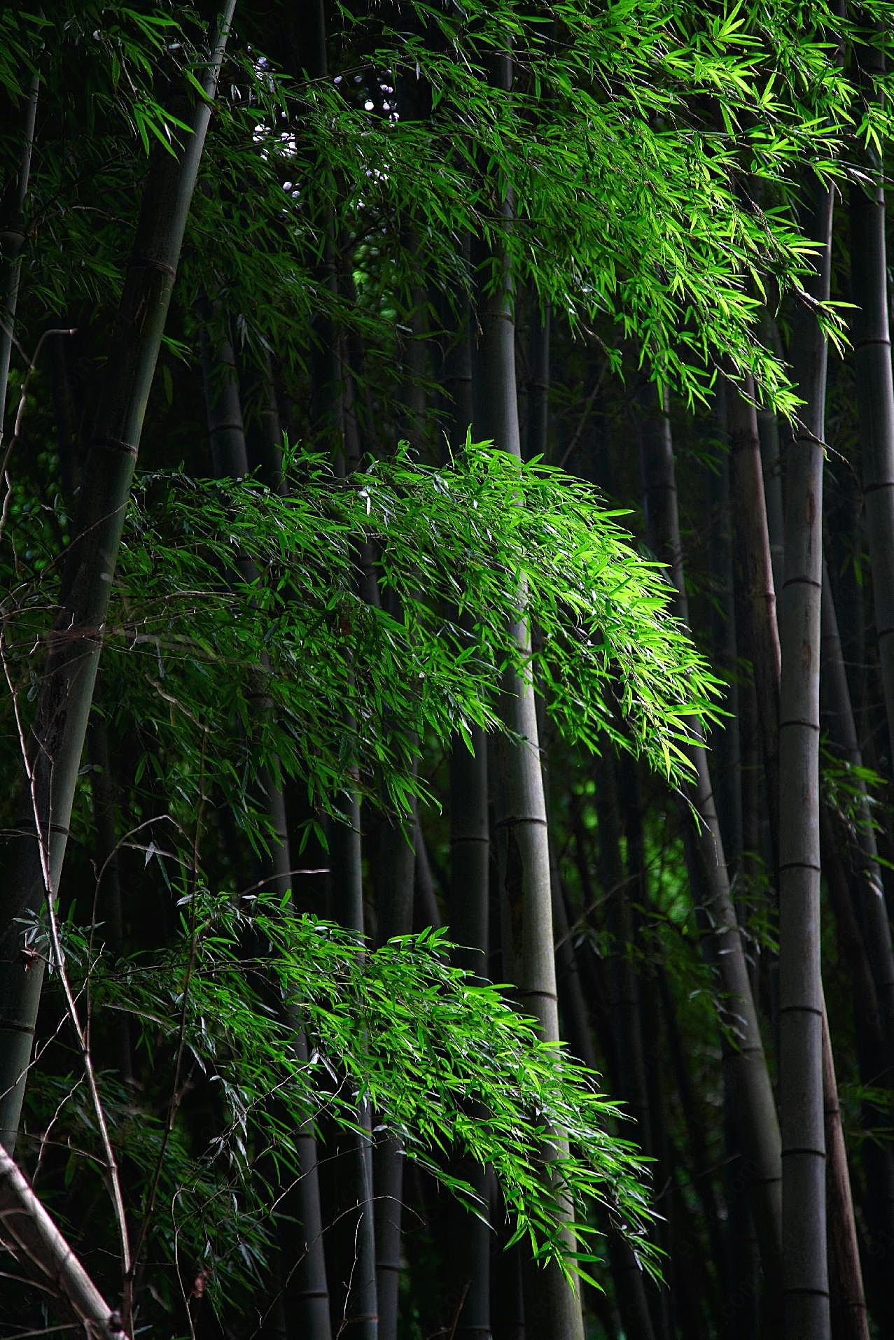竹林风光素材图片下载自然