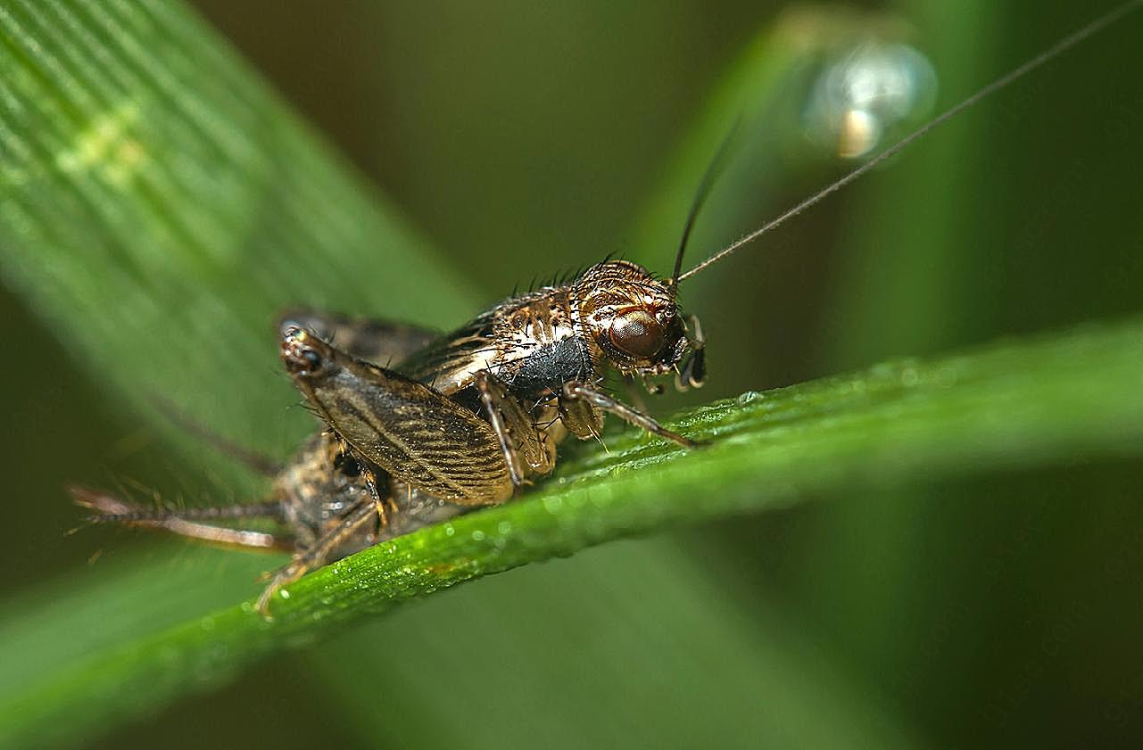 蟋蟀高清图片生物