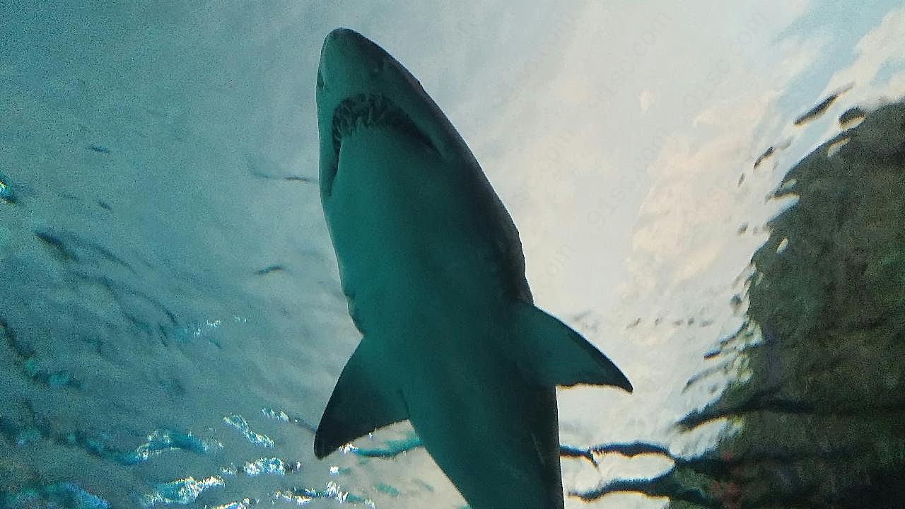 关于鲨的图片摄影高清