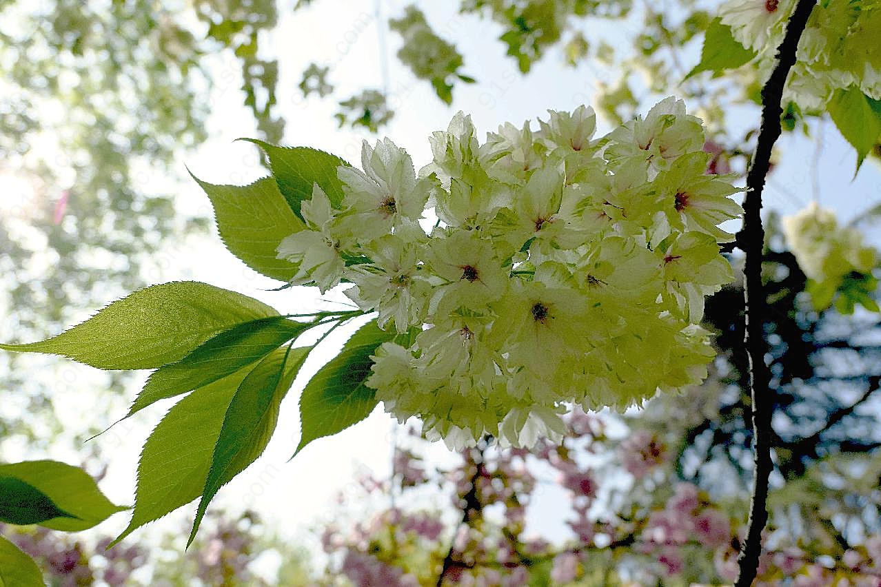 春天风景图片樱花