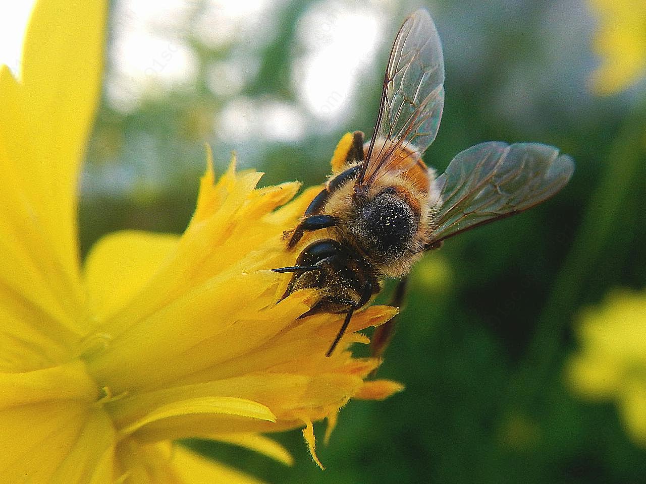 蜜蜂授花粉图片昆虫