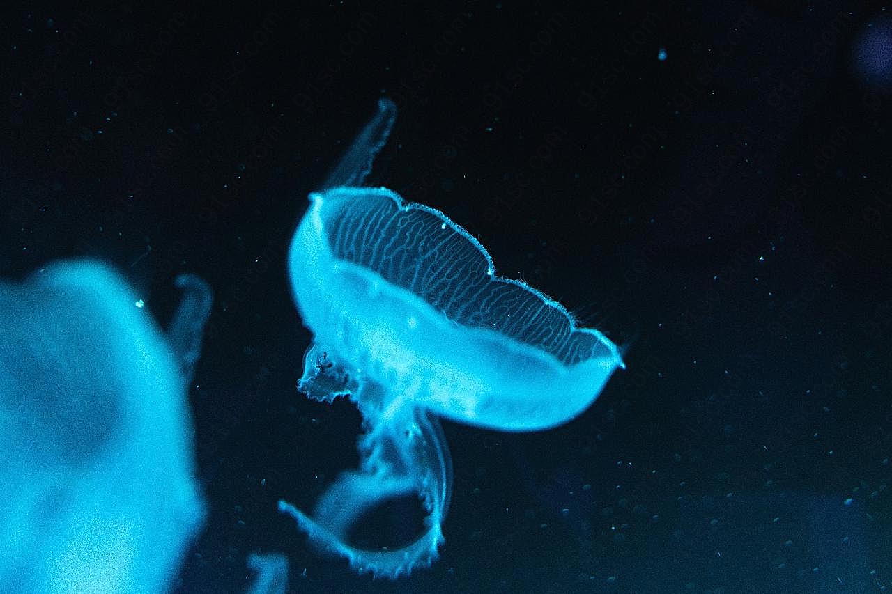 荧光水母图片海洋生物