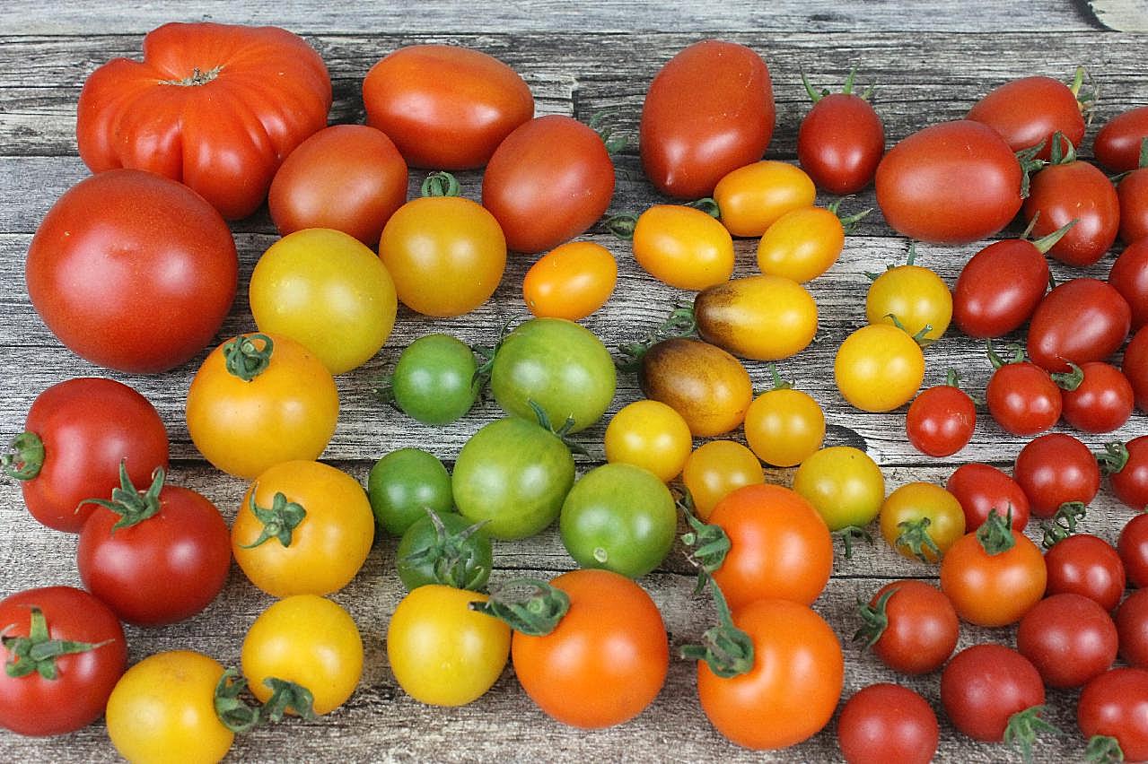 营养番茄图片蔬菜图片