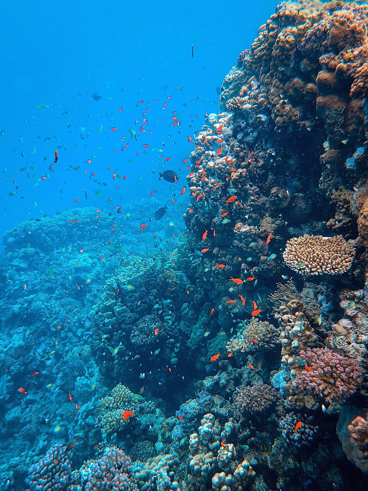 海底珊瑚群鱼图片高清摄影