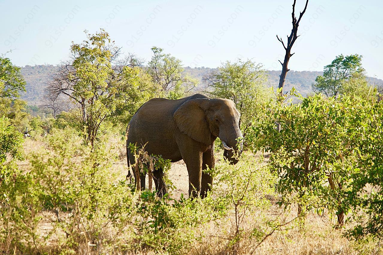 大象在森林图片高清摄影