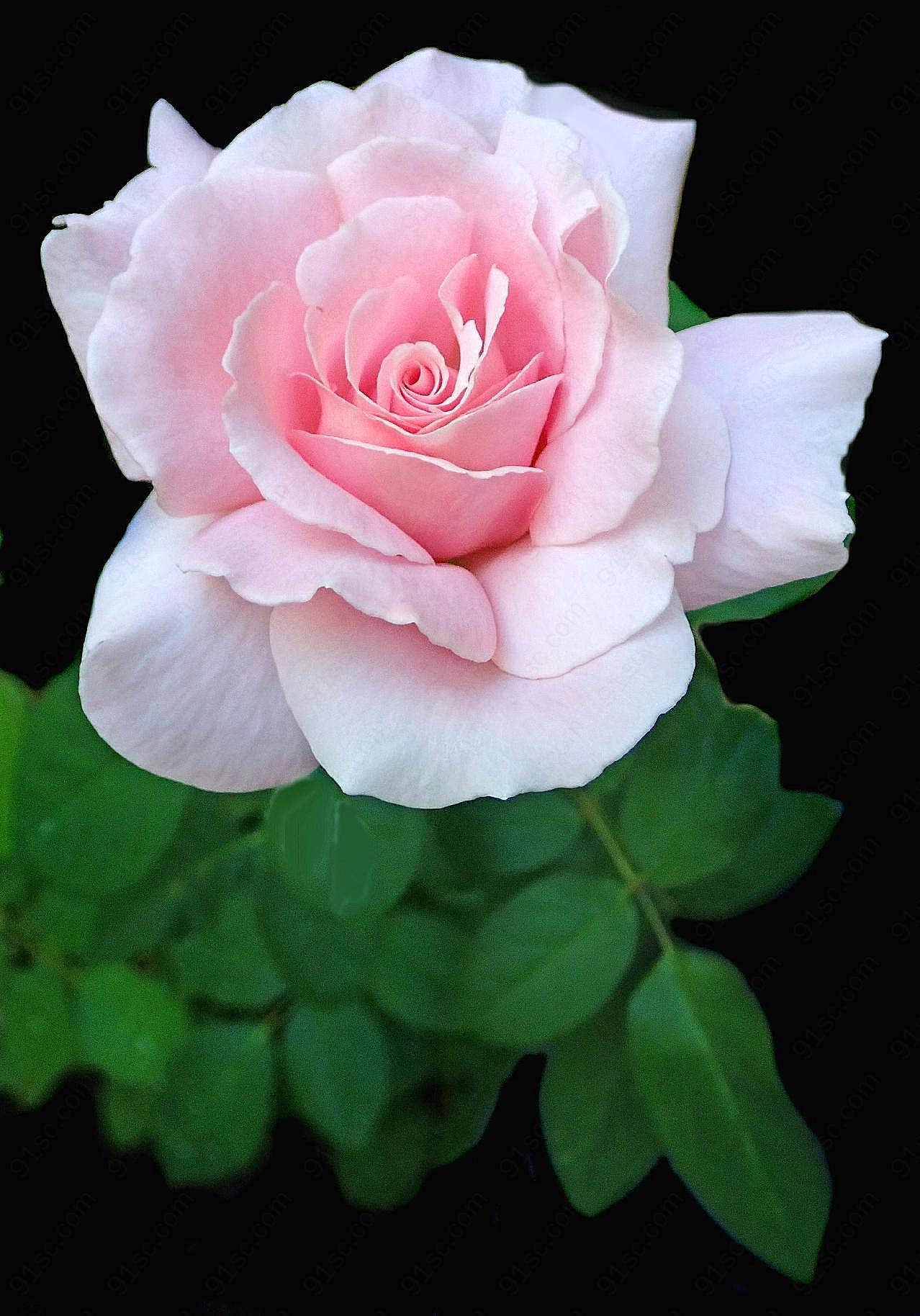 一朵漂亮玫瑰图片高清摄影
